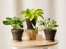 House Plants - Variation Starter Plants - Rooted - 30-160 days old, 3" to 12"
