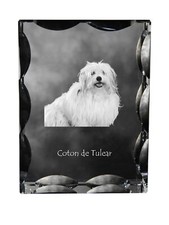 Coton De Tulear, Baumwollhund - Cristal Avec Einem Hundebild, Glasstatuette
