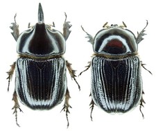 Insect - DYNASTIDAE Xyloryctes lobicollis - Gutemala - Pair 30mm+/- ....!!