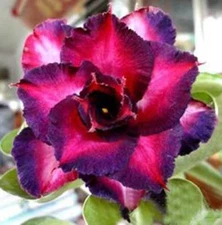 4 DBL Dark Purple Pink Desert Rose Seeds Adenium Flower Perennial Seed 69 US 