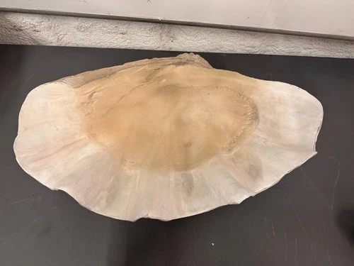 Uttermost Handmade Clam Shell 22-3/4" Wide Stone Accent Bowl # 19800 - Picture 6 of 12