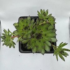 Sempervivum “Appletini” Live Plant Cold Hardy Succulent Hens & Chicks