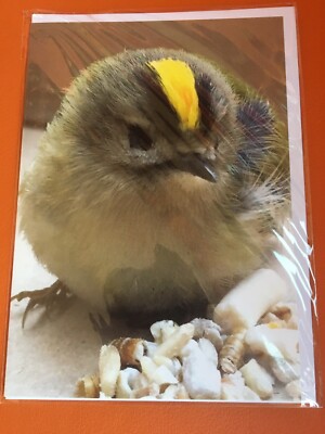 Fotografische Grußkarte - Baby Goldcrest Vogel - Felsenküken, Ostern, Geburtstag