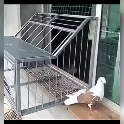 Pigeon Bird Cage Door Coop Birds House Loft Entrance Racing T-Trap 18.5 x19.6 