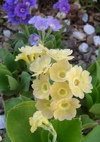 Alpine Primroses : 50 Seeds : Small European Hybrids : Mixed Colours : Primula - Picture 6 of 12