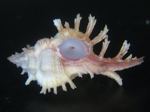 MUREX "CHICOREUS" ROSSITERI: FROM A OLD COLLECTION @ 41.57MM!