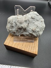 Favosites ,Hessen Mergel,Gotland Schweden,8x5cm.