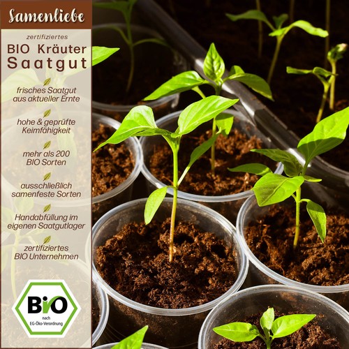 BIO Echte Kamille Samen Sorte Echte Kamille Lutea Kräutersamen BIO Kräuter Saatg - Bild 7 von 8