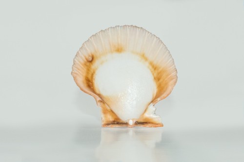 NessaStores Orange Pecten Sea Shell Beach Craft Scallop 2" - 3" (16 pcs ) #JC-31 - Picture 5 of 6