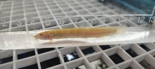 2pk Gold Dojo Loach Red Eyes   Live Freshwater Fish