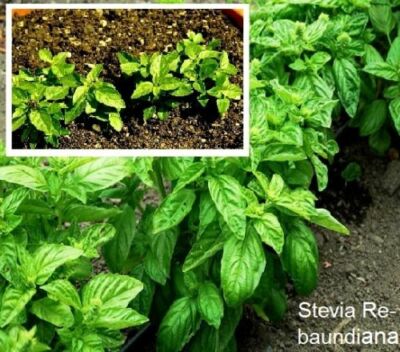 albo variegata syngonium Syngonium podophyllum albo variegata main image 1