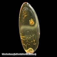Baltic Amber Fossil Aphid Aphidoidea Eocene Insect Inclusion Genuine Fossil