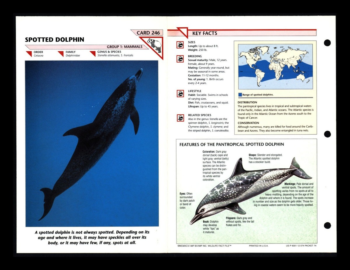 Spotted Dolphin Wildlife Fact File Mammal Animal Card Home School