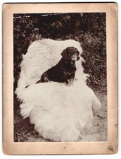 Photograph Dachshund Squatting Like On A Chair With Fur Throw