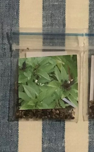 Basil (Thai) 2800+ seeds (Ocimum Basilicum) Instructions Included :) - Picture 3 of 4