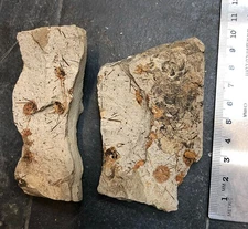 Fossil Sea Urchins with Spines in matrix, Salina schencki Oligocene from Oregon2