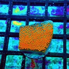 WYSIWYG - Pokerstar Monti Frag