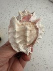 Pink Mouth Murex Phyllonotus Erythrostomy Sea Shell Set of two (2) — photo 6