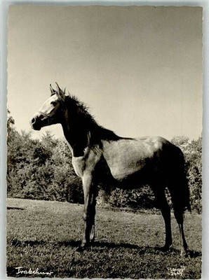 38167932 - A Noble Trakehner Photographer Popp Horse
