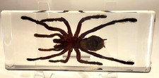 Long 4.3" Real Tarantula Selenocosmia Huwena Spider in Lucite Resin Paperweight