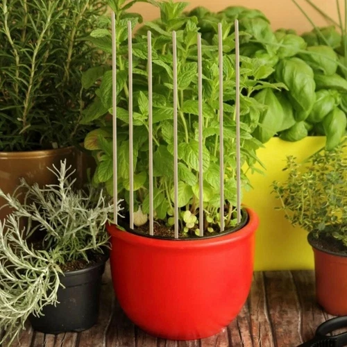 100 Tlg Bambus Holzpflanze Stöcke 20cm Gartenpflanzen Unterstützen Blumenstöcke - Bild 4 von 10