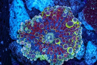 Confusion Yuma Mushroom WYSIWYG - SAQ Coral Farm