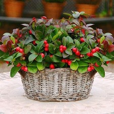 Gaultheria Merry Berry HP, Perennial, Sow Autumn to Spring, Evergreen,