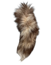 Real Coyote Animal Brown Fur Tail