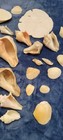 38 Vtg Estate Lot True Sea Shells Large To Small See Photos. Conch, Whelk, Etc. — photo 6