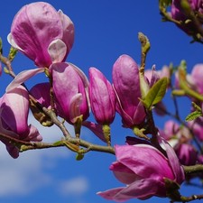 Purpur-Magnolie Susan  Magnolia liliiflora purpurfarbene Blüten Magnolienbaum
