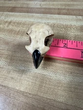 RESIN Hawk Skull Very Authentic Looking ( CLOSE OUT ) Remember It is RESIN