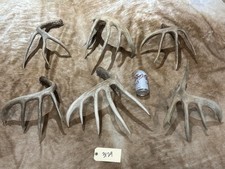 Lot Of 6 nice typical 5pt whitetail antlers Taxidermy Horns bone sheds 3129