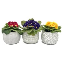 Blumentopf ÜBertopf Pflanztopf Pflanzschale Rund Beton 3 Set Topf KüBel Ø 17 Cm,