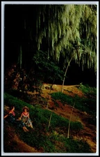 Postcard Fern Grotto Scenic Boat Trip Up Wailua River Kauai HI H53