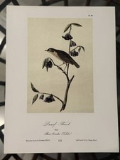 J.J. Audubon Dwarf Thrush Print Botanical Illustration Birds Nature Portrait