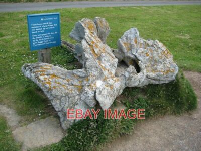 FOTO WALKNOCHEN CROYDE BAY (2) TEILRESTE EINES WALS, DER IN CROYDE ANGESPÜLT WURDE B