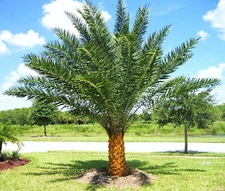 Phoenix sylvestris, silver Date Palm exotic rare palms semi plant seed 25 seeds