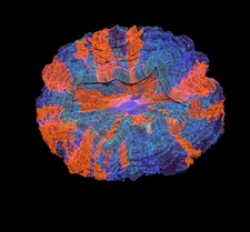 WYSIWYG Rainbow Acanthophyllia Meat Coral Live LPS Reef Aquarium Showpiece