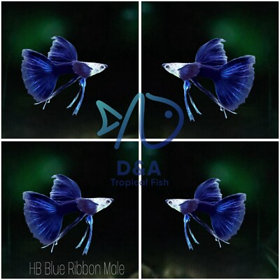 #ad 1 Trio HB Blue Ribbon long Fin Live Guppy Fish High Quality USA Seller. $44.95