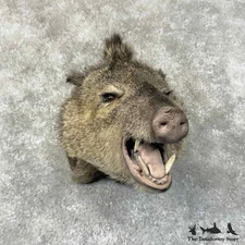 #31310 P | Collared Peccary Taxidermy Shoulder Mount For Sale