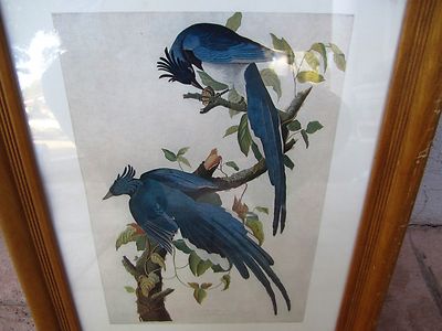 JOHN JAMES AUDUBON COLUMBIA JAY FROM THE BIRDS OF AMERICA PLATE 96