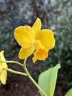 Yellow Compact Cattleya (Pot. Golden Circle x Slc. Candy Sparks) 11632 — photo 2
