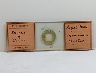 Antique F. S. Morton Prepared Microscope Slide Royal Fern Spores Botanical
