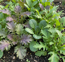 Mixed Greens BRAISING MIX Mustard Tatsoi Mizuna Arugula Non-GMO 1000 Seeds