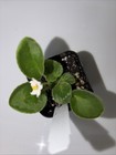 African Violet Plant ~ Senk's Alchemy Morning Star ~ Semi Trailer — photo 2