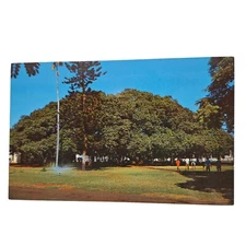 Postcard Famous Banyan Tree Lahaina Maui Hawaiian Islands Chrome Unposted