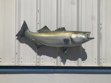 41" Striped Bass Two Sided Fish Mount Replica - Quick Production