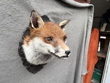Mounted Fox Head Trophy Taxidermy