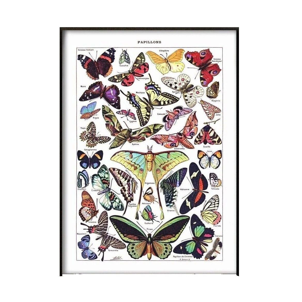 Botanical Home Décor Posters