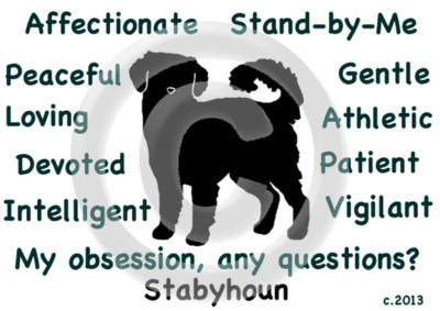 Stabyhoun Dog My Obsession, Any Questions? T-shirt Choices
